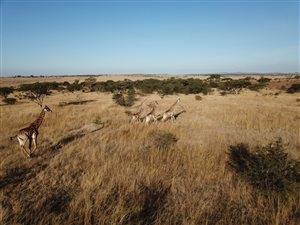 470 ha Farm in Estcourt