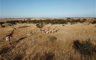 470 ha Farm in Estcourt