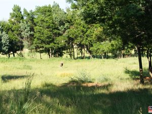 1 ha Land available in Mooikloof Equestrian Estate