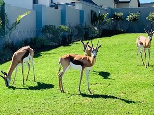 711 m² Land available in Blue Mountain Village