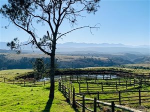 376 ha Farm in Plettenberg Bay