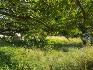 1201 m² Land available in Mtunzini