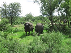Game Farm in Brandfort