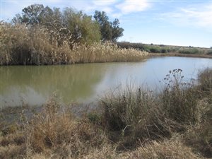 521.5 ha Farm in Ventersburg