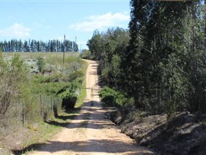 50 ha Farm in Gouna