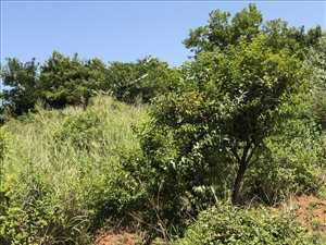 1225 m² Land available in Hawaan Forest Estate