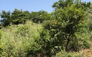 1225 m² Land available in Hawaan Forest Estate
