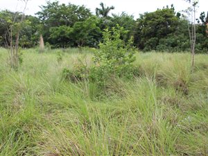1100 m² Land available in Mtunzini