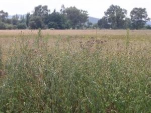 934 m² Land available in Glenanda