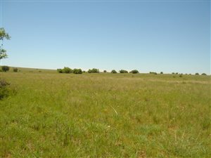 1450 ha Farm in Theunissen