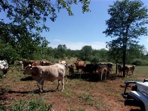 795 ha Farm in Gravelotte