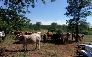 795 ha Farm in Gravelotte