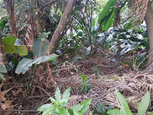 1221 m² Land available in Trafalgar