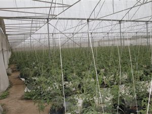 7.4 ha Farm in Sunrise on Sea