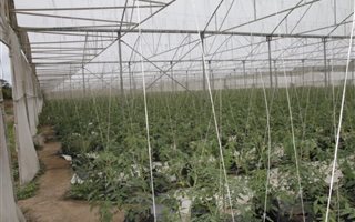 7.4 ha Farm in Sunrise on Sea