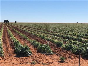 514 ha Farm in Bultfontein