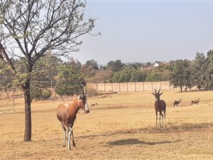 1 ha Land available in Kyalami AH