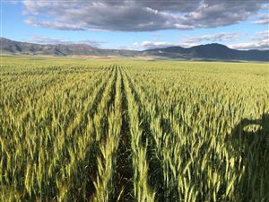 653.8 ha Farm in Piketberg