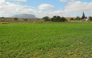 6.3 ha Farm in Vredendal
