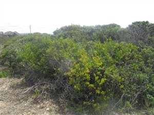 834 m² Land available in Gouritsmond