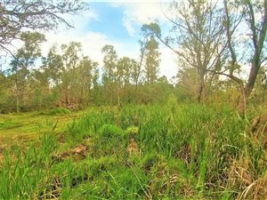4.3 ha Land available in Greenbushes