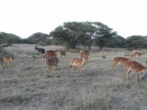 Game Farm in Zeerust