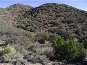 24.3 ha Farm in Ladismith