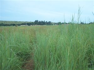 1430 m² Land available in Lydenburg