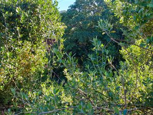 262 m² Land available in Gamtoos Mouth