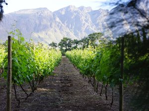 41 ha Farm in Franschhoek