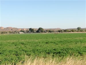 Farm in Musina