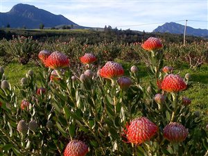 21 ha Farm in Mossel Bay