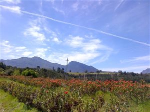21 ha Farm in Mossel Bay