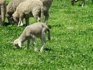 442 ha Farm in Humansdorp
