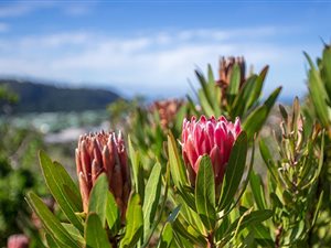 1600 m² Land available in Brackenridge