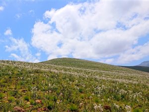 215 ha Farm in Herbertsdale