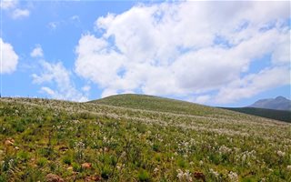 215 ha Farm in Herbertsdale
