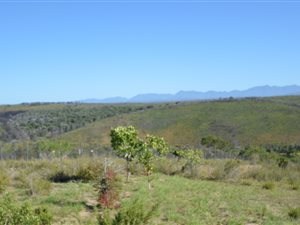 1005 m² Land available in Plettenberg Bay