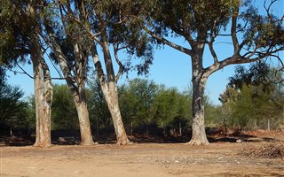 8568 m² Land available in Calitzdorp