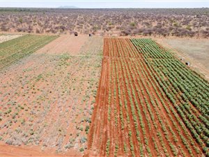 778 ha Farm in Dendron