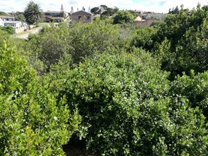 750 m² Land available in Dana Bay