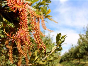 9 ha Farm in Mossel Bay