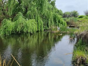 428 ha Farm in Kroonstad