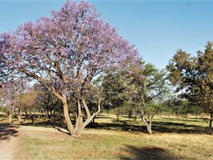 4 ha Land available in Honingklip AH