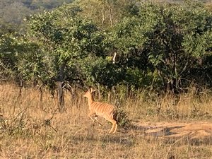 1.8 ha Land available in Wild Fig Estate