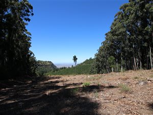 3.4 ha Land available in Hogsback