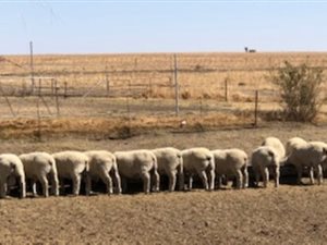 342 ha Farm in Vrede