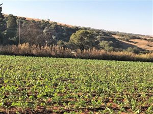 2.6 ha Farm in Beckedan