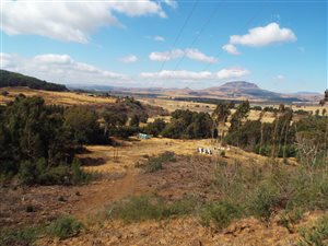 55.6 ha Farm in Kamberg