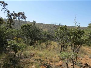 9990 m² Land available in Modimole (Nylstroom)